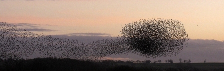 Starling murmurations