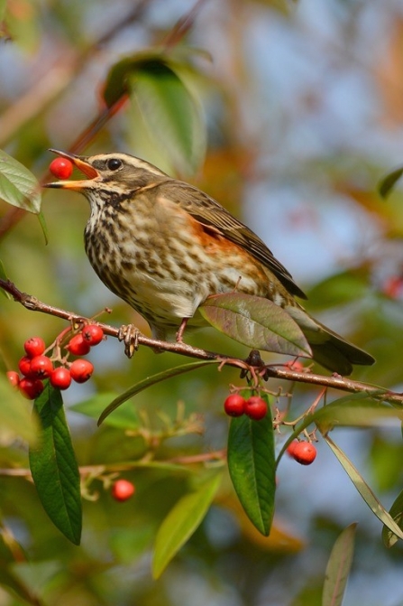 Redwing