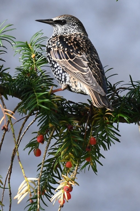 Starling