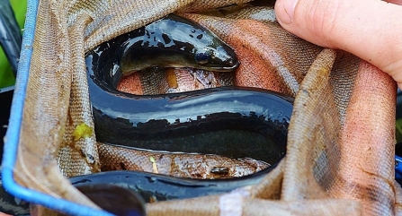 Yellow eels captured during fyke net survey on Catcott Nature Reserve