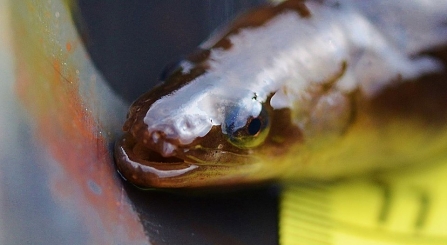 Yellow eels captured during fyke net survey on Catcott Nature Reserve 
