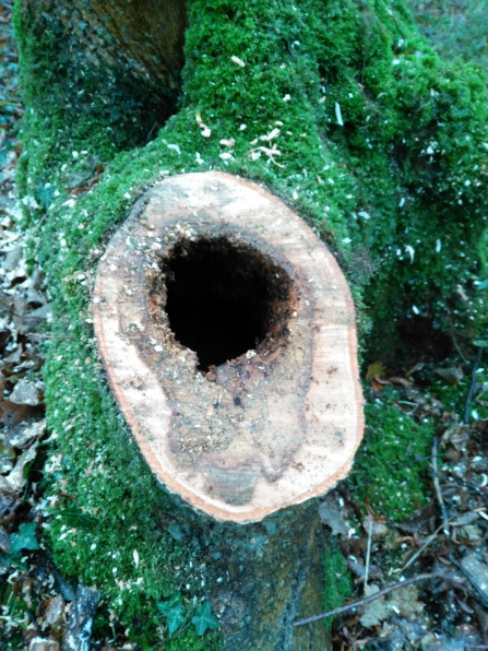 Ash dieback, Cheddar Woods