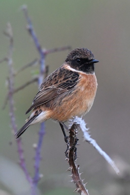 Male stonechat