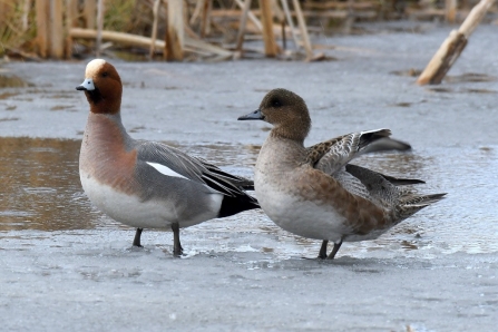 Wigeon on ice