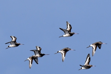 Godwits in flight