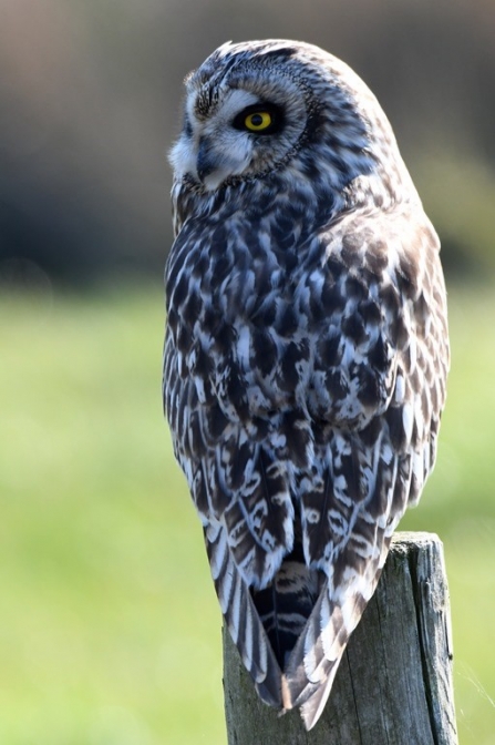 Short-eared owl