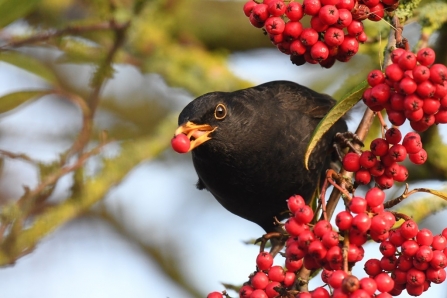 Male blackbird eating berries
