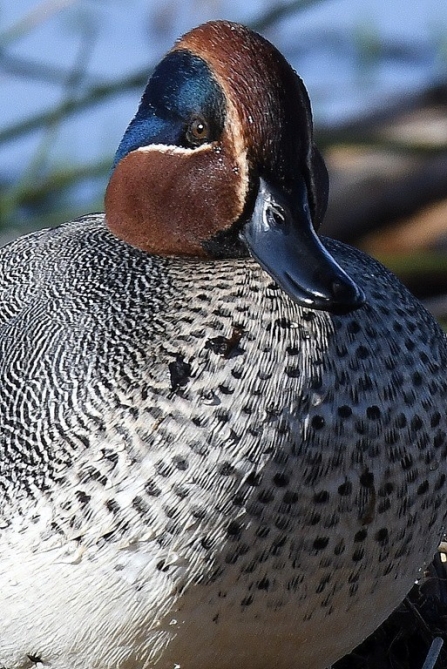 Male teal