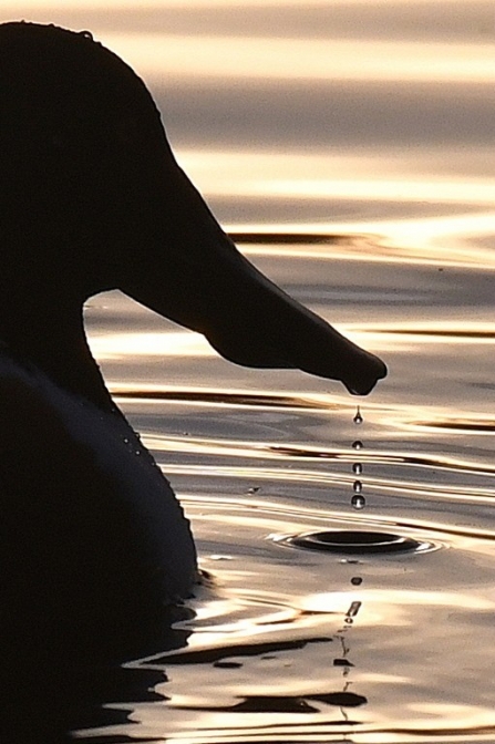 Shoveler silhouette