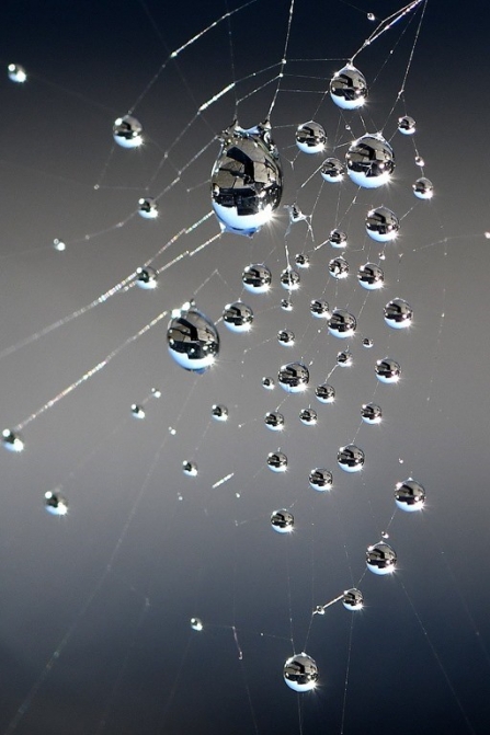 Spider's web with droplets