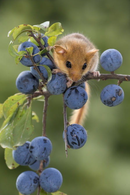 Dormouse