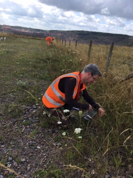 Collecting kidney vetch seeds