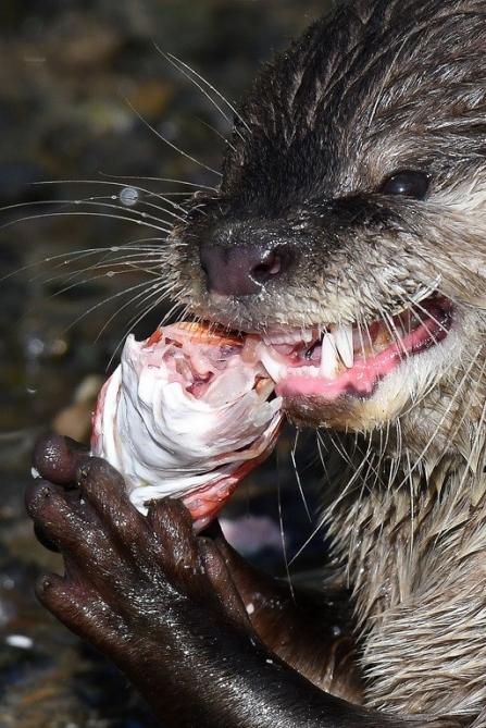 Otter