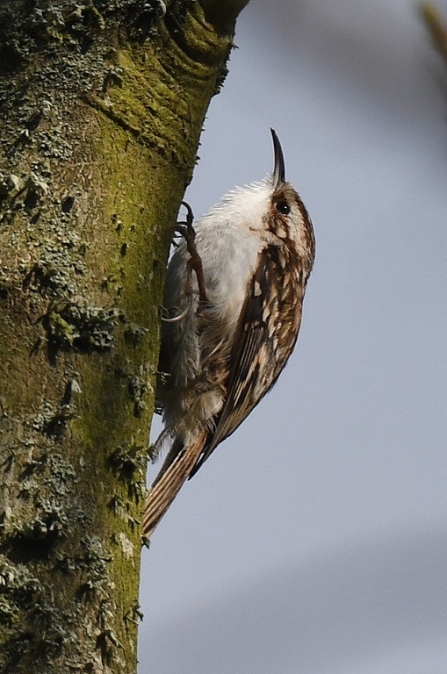 Treecreeper