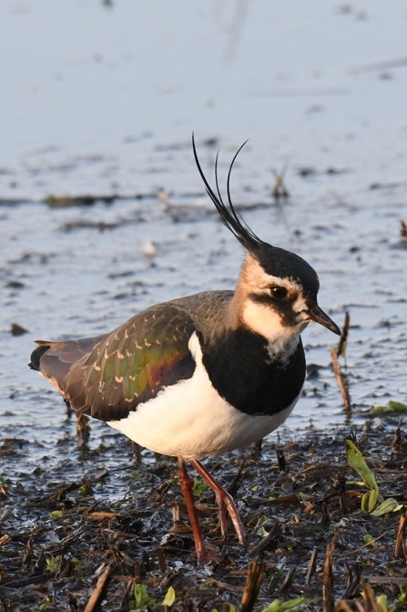 Lapwing