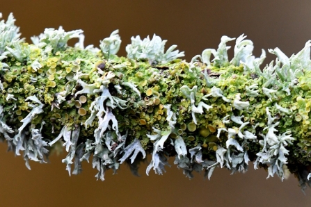 Lichens