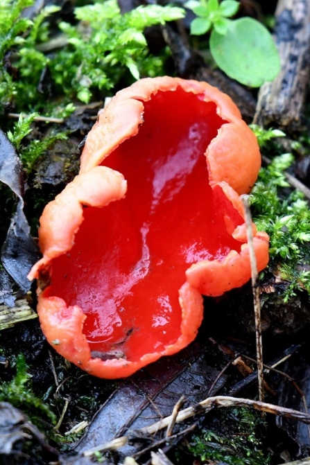 Scarlet elf cup