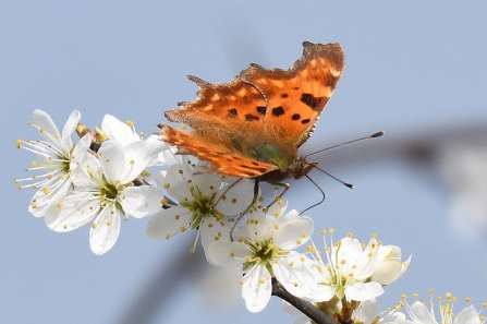 Comma butterfly