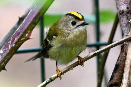 Goldcrest