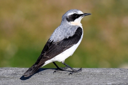 Male wheatear