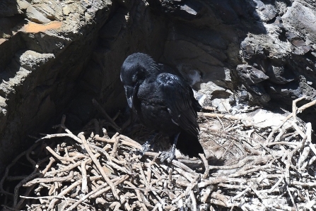 Raven chick