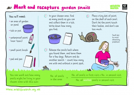 Mark and recapture snails