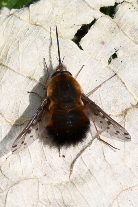 Spotted bee-fly