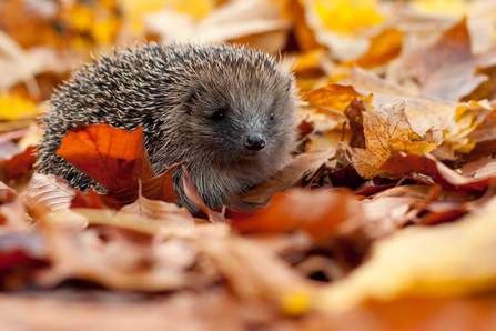 Hedgehog amongst autumn leaves