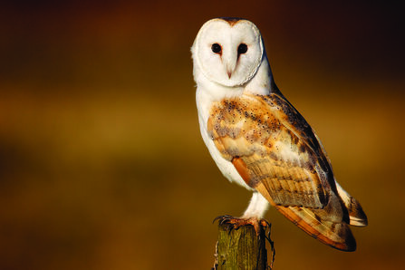Barn owl