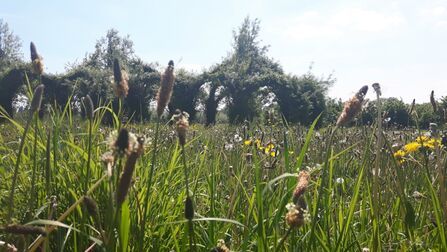 Longrun Meadow