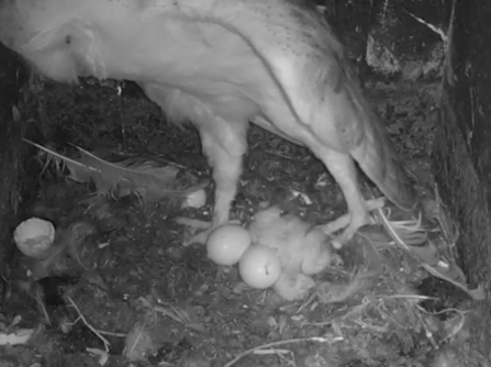 Orla with two chicks