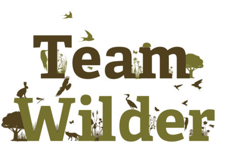 Team Wilder lettering