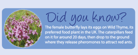 Wild Thyme fact - Large Blue Appeal