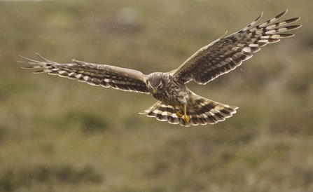 Female hen harrier