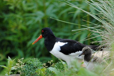 Oystercatcher amongst greenery