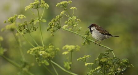 house sparrow