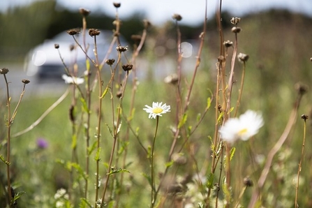 urban road side