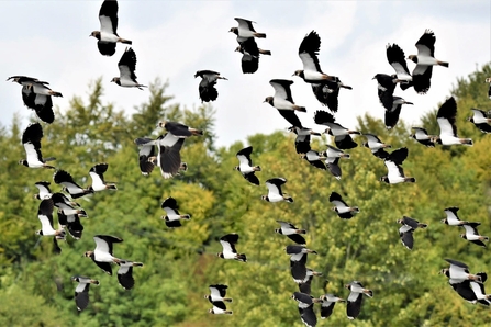 birds flying across image