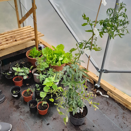 Selection of edible plants growing in polytunnel