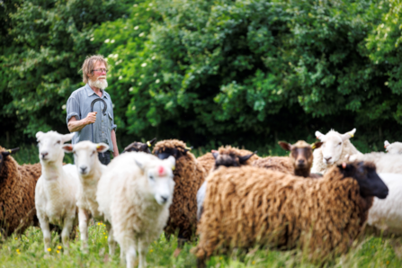 Farmer stood with flock of sheep