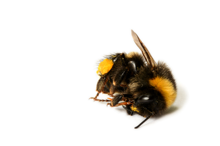 Dead bumblebee