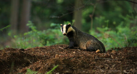 An adult badger photographed at dusk in woodland, sitting on a mound of earth and dry leaves which might be a sett.