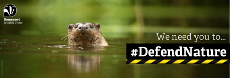 Photo of otter with text reading: We need you to #DefendNature