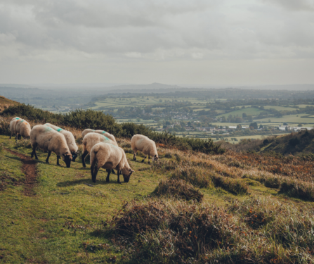 View of Mendip Hills in Somerset, with sheep in forefront of the image.