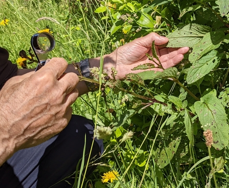 Person using hand lens to ID leafy plant