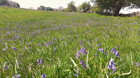 Coronation Meadow in Somerset