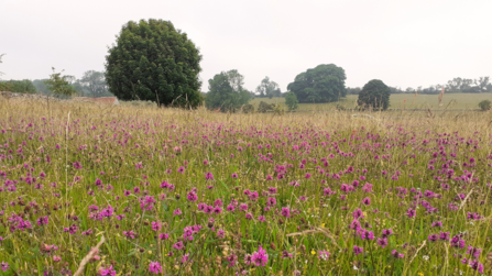 Coronation Meadow in Somerset