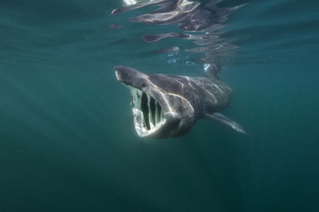 Basking shark