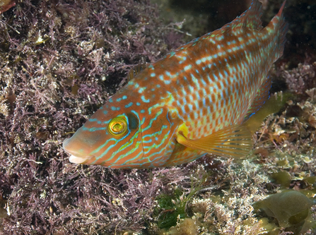 Corkwing wrasse