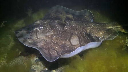 Surprising sea life | Somerset Wildlife Trust